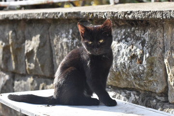 Portrait of a black cat. Close up of a black cat outside