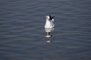 bird, seagull, gull, flying, sea, 