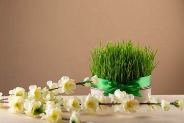 Novruz table setting with green samani wheat grass with satin ribbon and blooming flowers, spring or new year celebration in Azerbaijan, copy space