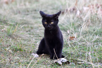 Naklejka na ściany i meble Portrait of a black cat. Close up of a black cat outside