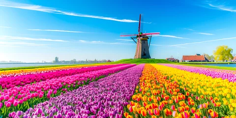 Meubelstickers dutch windmill in spring. tulip field with windmill. windmill and tulips © Stock Photo For You