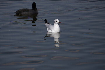 bird, seagull, gull, flying, sea, 