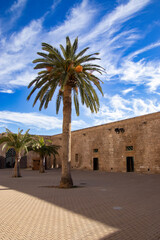 beautiful palm on a historical place in Spain