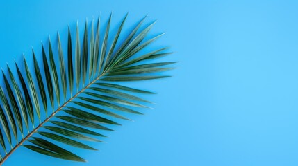 Obraz premium Palm tree with tropical leaves on a blue background with a place to copy text, an even layer of green tropical leaves. The concept of recreation, tourism, and sea travel.