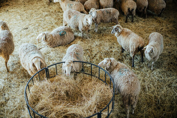 sheeps standing at sheeplot inside farm
