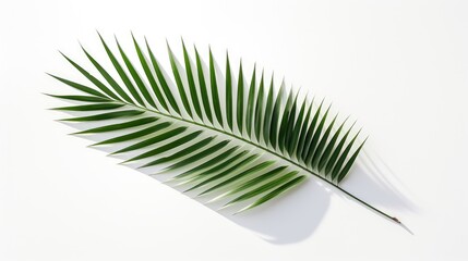 Fototapeta premium Palm tree with tropical leaves on a white background with a place to copy text, an even layer of green tropical leaves. The concept of recreation, tourism, and sea travel.