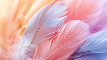 Fototapeta premium Pastel-colored feathers