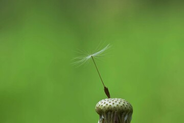 The last dandelion seed