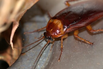 Cockroach close up