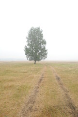 Lonely tree in the morning fog