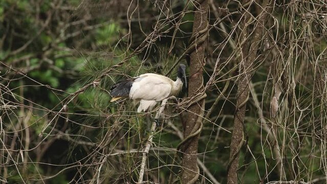 Ibis Foraging Amongst Branches
