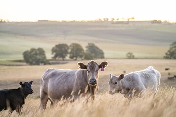 Portrait of Cows in a field grazing. Regenerative agriculture farm storing co2 in the soil with carbon sequestration. tall long pasture in a paddock on a farm in australia in a drought - obrazy, fototapety, plakaty