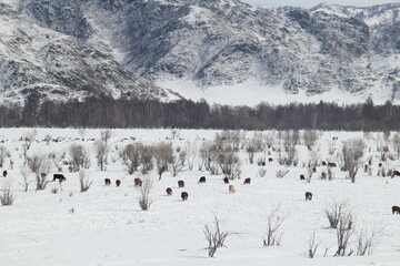 Pasture with cows after snowfall