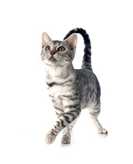 bengal kitten in studio