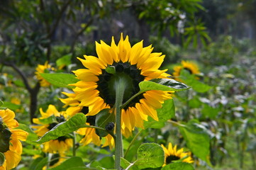 Sunflowers in the field