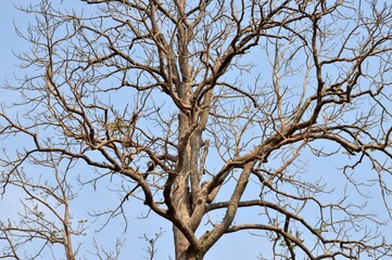 tree branches against blue sky