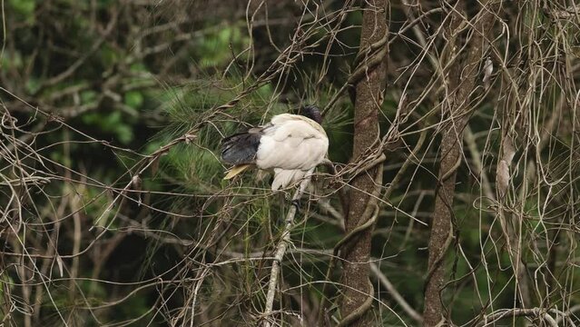 Cockatoo Perched in Natural Habitat
