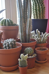 Indoor succulents Mammillaria Opuntia Gruzoni. Different types of cactus in pots