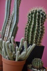 Indoor succulents Mammillaria Opuntia Gruzoni. Different types of cactus in pots