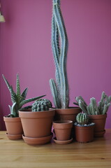 Indoor succulents Mammillaria Opuntia Gruzoni. Different types of cactus in pots