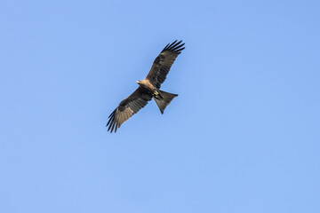 Beautiful soaring or gliding of black eared kite, winter visitor in Thailand