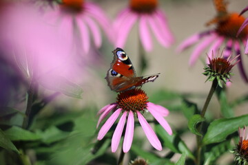 butterfly on flower