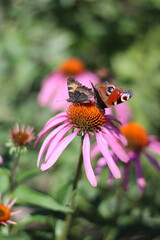 butterfly on flower