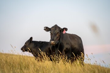 beautiful cattle in Australia  eating grass, grazing on pasture. Herd of cows free range beef being...