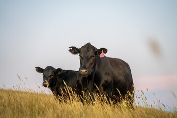 fat Beef cows and calfs grazing on grass in south west victoria, Australia. in summer grazing on...