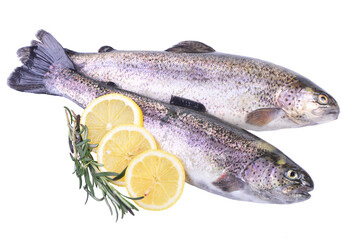 Fresh fish trout on white background isolated