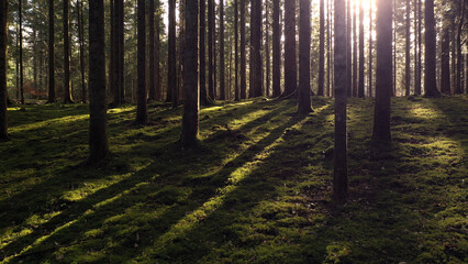 Beautiful mossy forest landscape with sun light flare.