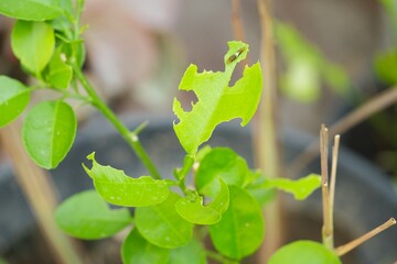 Lemon leaves have holes to insect bites. Daun berlubang