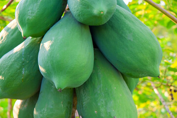  Close-up of a cluster of ripe papayas with a textured surface, nestled amongst greenery.
