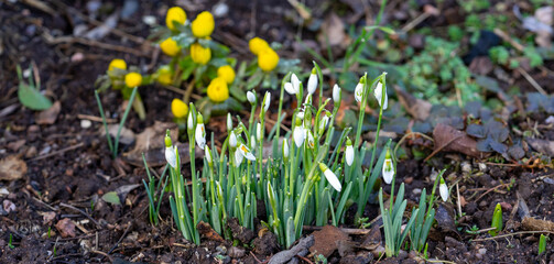 Panorama Snowdrops in spring in a bed with winter aconites in the background