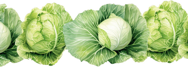 Watercolor background banner of cabbage isolated on a white background as transparent PNG - obrazy, fototapety, plakaty