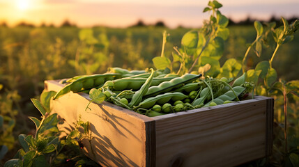 Green peas and pods harvested in a wooden box with field and sunset in the background. Natural organic fruit abundance. Agriculture, healthy and natural food concept. Horizontal composition.