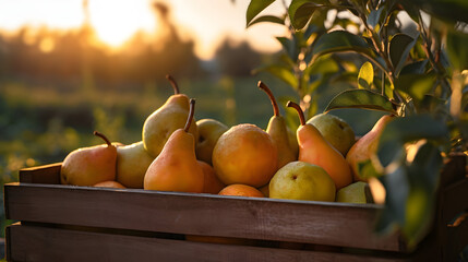 Orange pears harvested in a wooden box in an orchard with sunset. Natural organic fruit abundance. Agriculture, healthy and natural food concept.