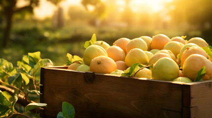 Pomelo harvested in a wooden box with orchard and sunshine in the background. Natural organic fruit abundance. Agriculture, healthy and natural food concept. Horizontal composition.