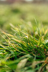 A macro shot captures the intricate beauty of grass, each blade a testament to nature's delicate...