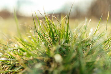  A close-up reveals the intricate details of a tuft of grass, its delicate structure a testament to the beauty found in nature's smallest wonders