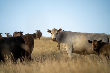 cows and calfs grazing on dry tall grass on a hill in summer in australia. beautiful fat herd of...