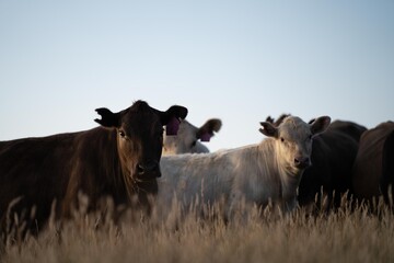 Fat Beef cows grazing on native grasses in a field on a farm practicing regenerative agriculture in Australia. Hereford cattle on pasture. livestock Cows in a field at sunset with golden light.