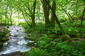 新緑の渓流