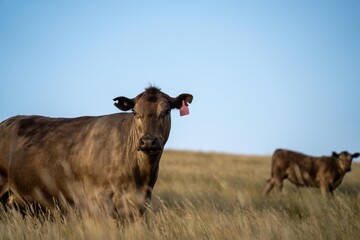 organic, regenerative, sustainable agriculture farm producing stud wagyu beef cows. cattle grazing...