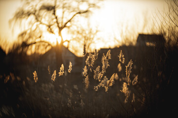 Amidst winter's grip, dry reeds stand tall against the backdrop of a setting sun, their golden hues...