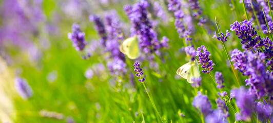Butterflies on spring lavender flowers under sunlight. Beautiful landscape of nature with a panoramic view. Hi spring. long banner