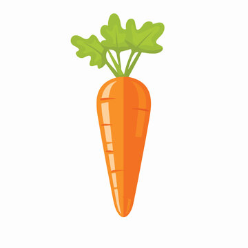 Carrot vector icon isolated illustration. 