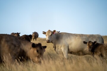 beautiful cattle in Australia  eating grass, grazing on pasture. Herd of cows free range beef being regenerative raised on an agricultural farm. Sustainable farming of food crops. Cow in field