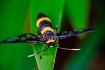 portrait of a yellow polet black bee resting on its wings 