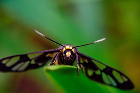 portrait of a yellow polet black bee resting on its wings 